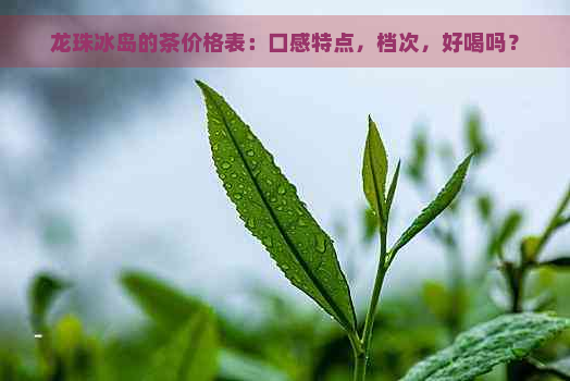 龙珠冰岛的茶价格表：口感特点，档次，好喝吗？