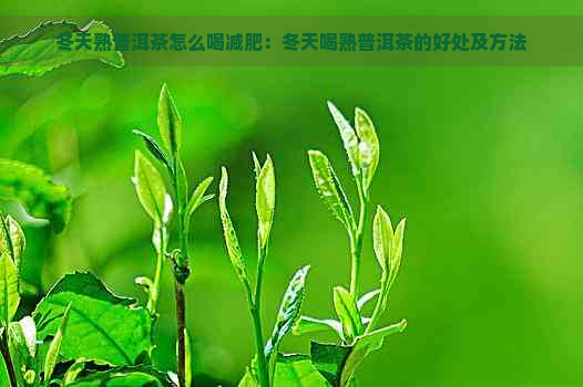 冬天熟普洱茶怎么喝减肥：冬天喝熟普洱茶的好处及方法