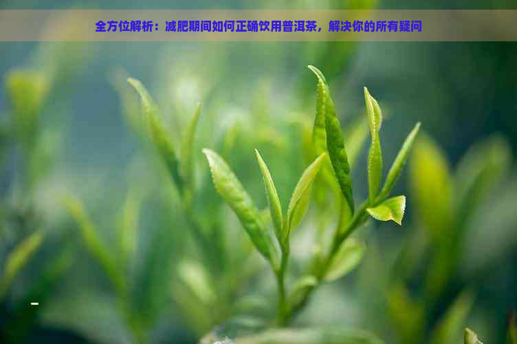 全方位解析：减肥期间如何正确饮用普洱茶，解决你的所有疑问