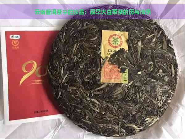 云南普洱茶中的珍品：最早大白菜茶的历与传承