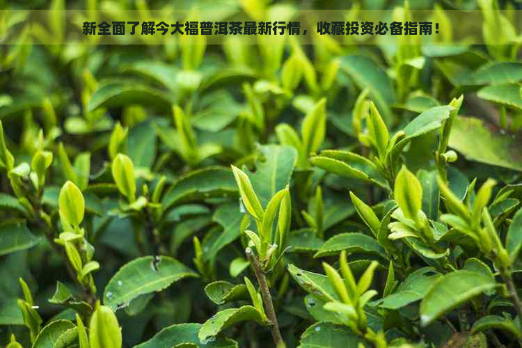 新全面了解今大福普洱茶最新行情，收藏投资必备指南！