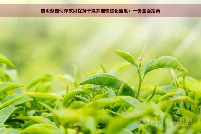 普洱茶如何存放以保持干燥并加快陈化速度：一份全面指南