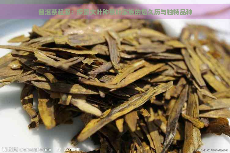 普洱茶起源：探索大叶种茶叶家族的悠久历与独特品种