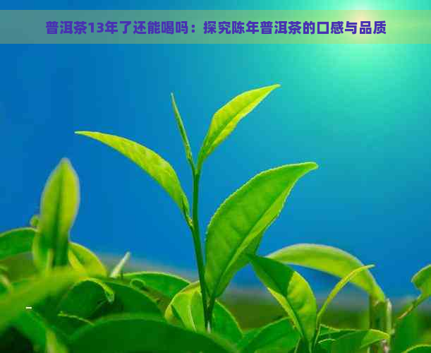 普洱茶13年了还能喝吗：探究陈年普洱茶的口感与品质