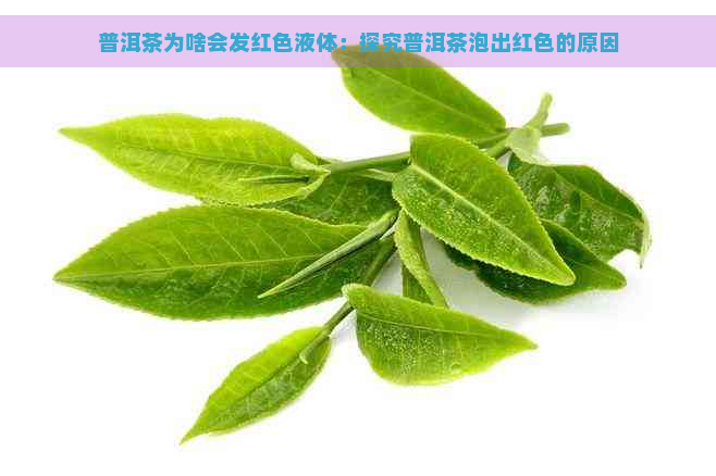 普洱茶为啥会发红色液体：探究普洱茶泡出红色的原因