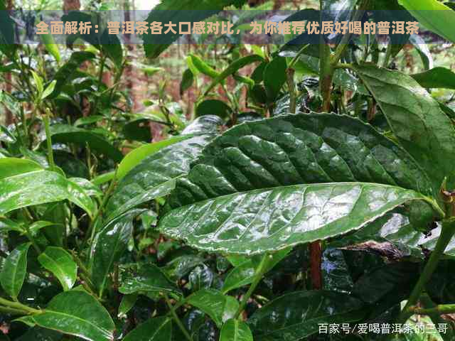 全面解析：普洱茶各大口感对比，为你推荐优质好喝的普洱茶