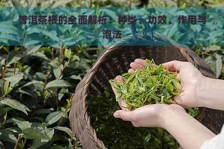 普洱茶根的全面解析：种类、功效、作用与泡法