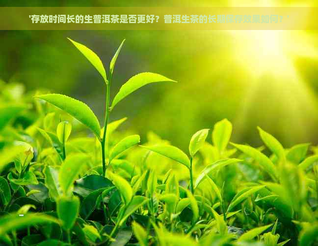 '存放时间长的生普洱茶是否更好？普洱生茶的长期保存效果如何？'