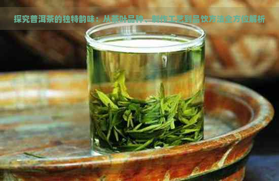 探究普洱茶的独特韵味：从茶叶品种、制作工艺到品饮方法全方位解析