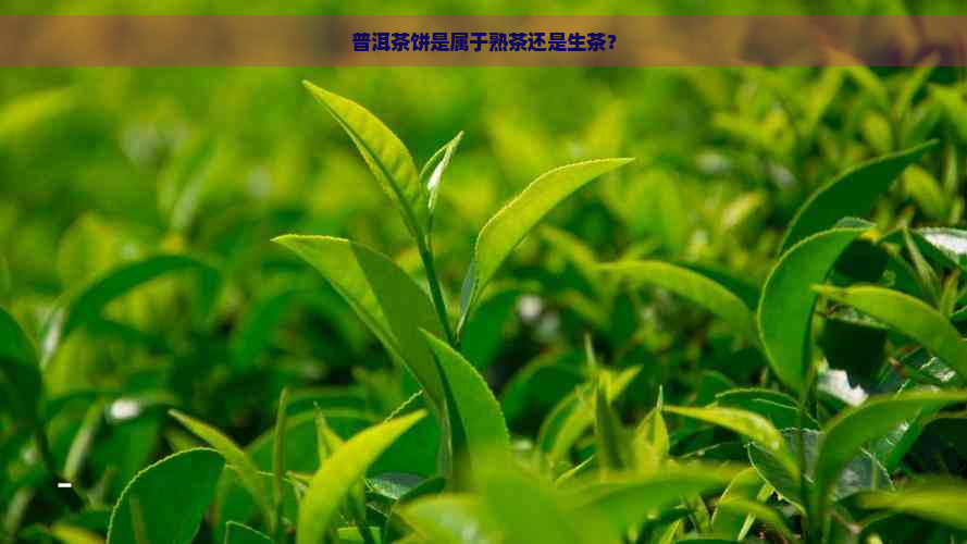 普洱茶饼是属于熟茶还是生茶？