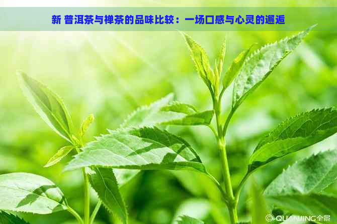 新 普洱茶与禅茶的品味比较：一场口感与心灵的邂逅