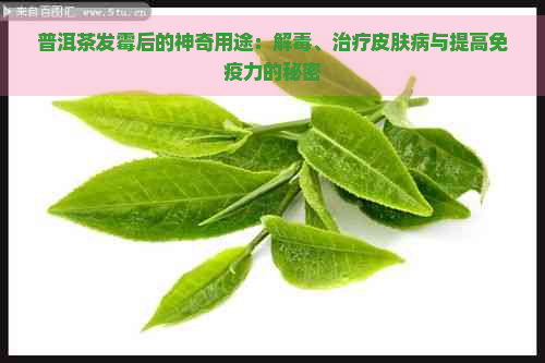 普洱茶发霉后的神奇用途：解、治疗皮肤病与提高免疫力的秘密