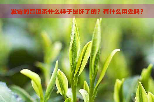 发霉的普洱茶什么样子是坏了的？有什么用处吗？