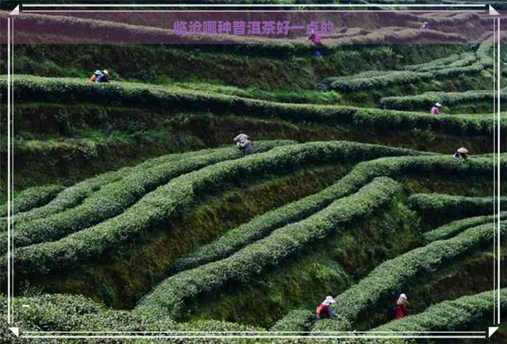 临沧哪种普洱茶好一点的