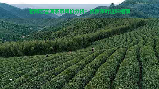 老同志普洱茶市场价分析：优质茶叶选购指南