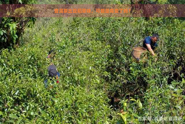 普洱茶出现稻草味，可能是霉变了吗？