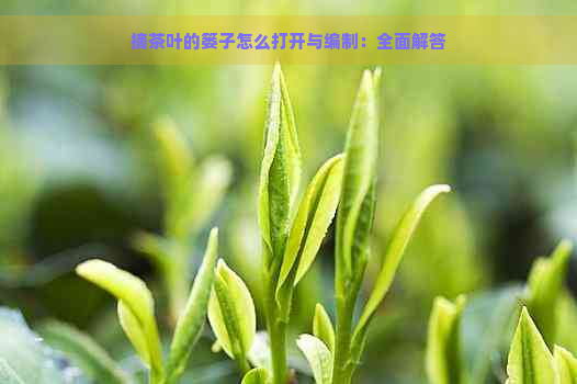 摘茶叶的篓子怎么打开与编制：全面解答