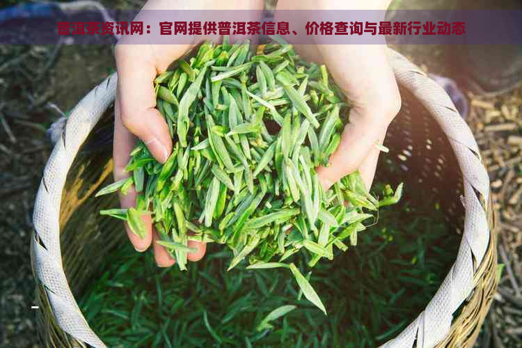 普洱茶资讯网：官网提供普洱茶信息、价格查询与最新行业动态