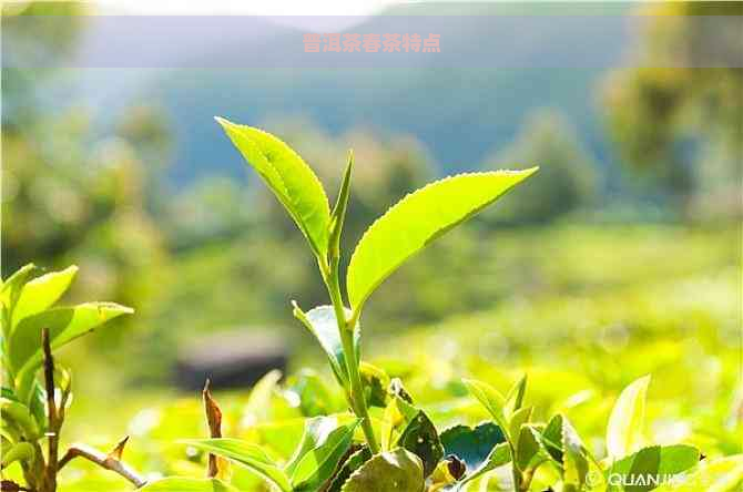 普洱茶春茶特点