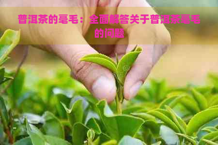 普洱茶的毫毛：全面解答关于普洱茶毫毛的问题