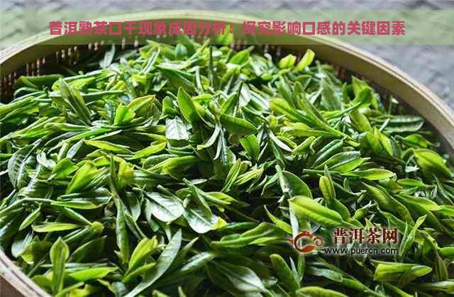 普洱熟茶口干现象成因分析：探究影响口感的关键因素