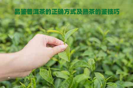 品鉴普洱茶的正确方式及熟茶的鉴技巧