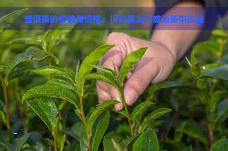 普洱茶的价值与价格：探讨其为何成为茶中珍品