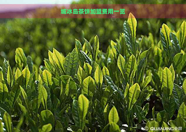 城冰岛茶饼加盟费用一览