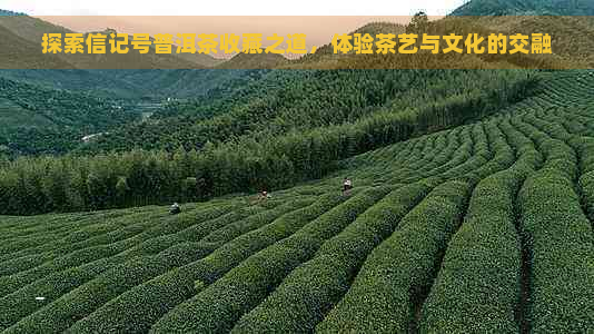 探索信记号普洱茶收藏之道，体验茶艺与文化的交融