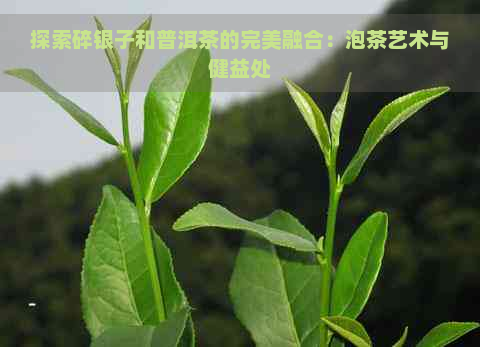 探索碎银子和普洱茶的完美融合：泡茶艺术与健益处