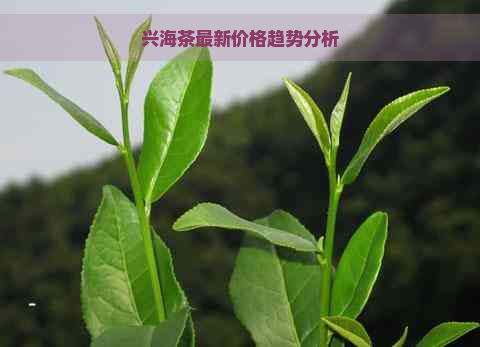 兴海茶最新价格趋势分析