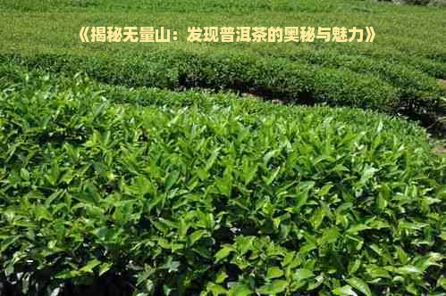 《揭秘无量山：发现普洱茶的奥秘与魅力》