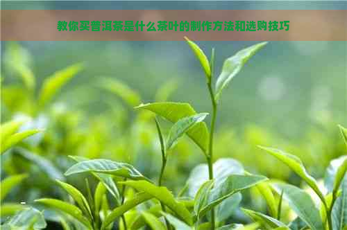 教你买普洱茶是什么茶叶的制作方法和选购技巧