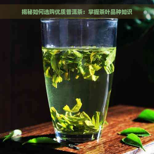 揭秘如何选购优质普洱茶：掌握茶叶品种知识