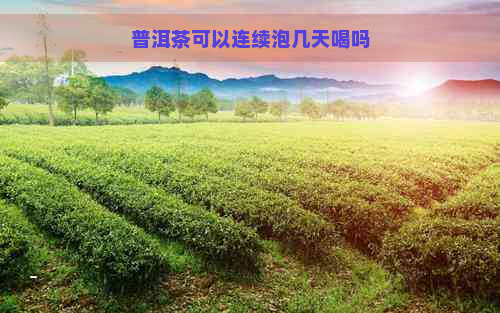 普洱茶可以连续泡几天喝吗