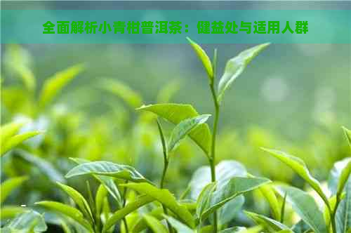 全面解析小青柑普洱茶：健益处与适用人群