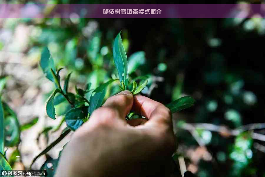 哆依树普洱茶特点简介