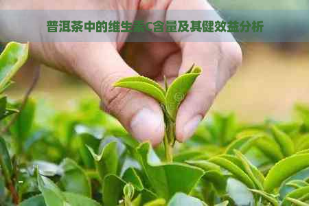 普洱茶中的维生素C含量及其健效益分析