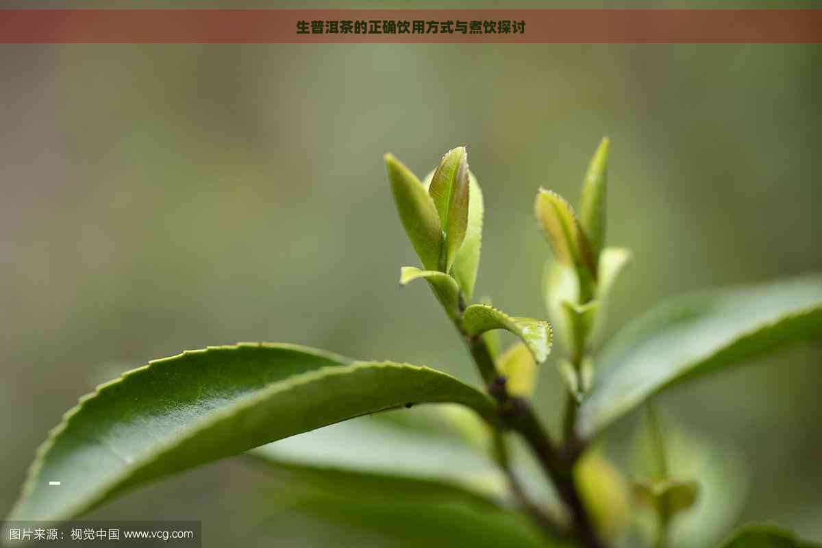 生普洱茶的正确饮用方式与煮饮探讨