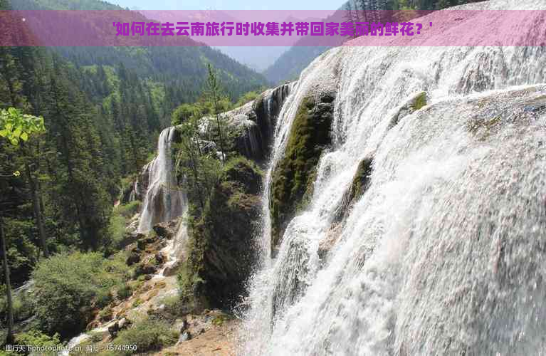 '如何在去云南旅行时收集并带回家美丽的鲜花？'