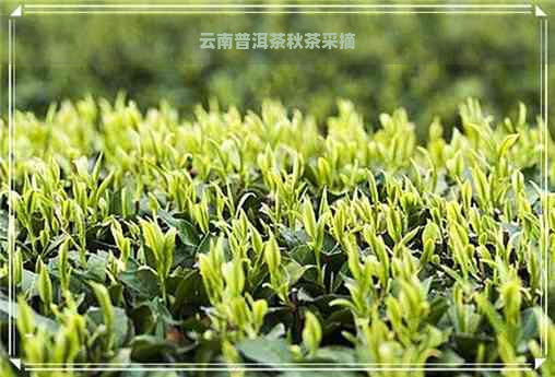 云南普洱茶秋茶采摘