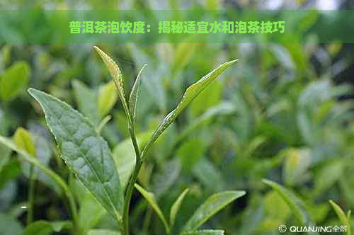 普洱茶泡饮度：揭秘适宜水和泡茶技巧