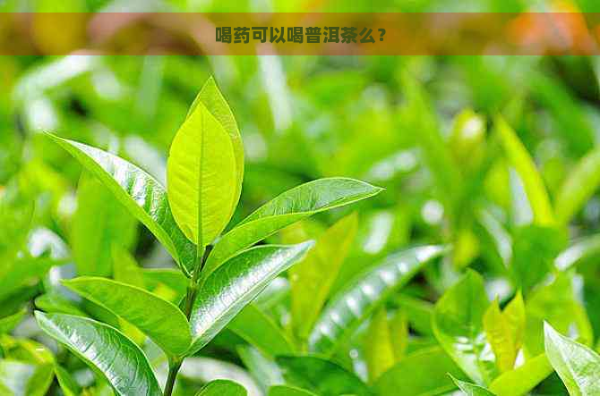 喝药可以喝普洱茶么？