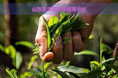 山西普洱茶测评结果分析