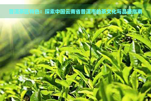 普洱茶区特色：探索中国云南省普洱市的茶文化与品鉴指南