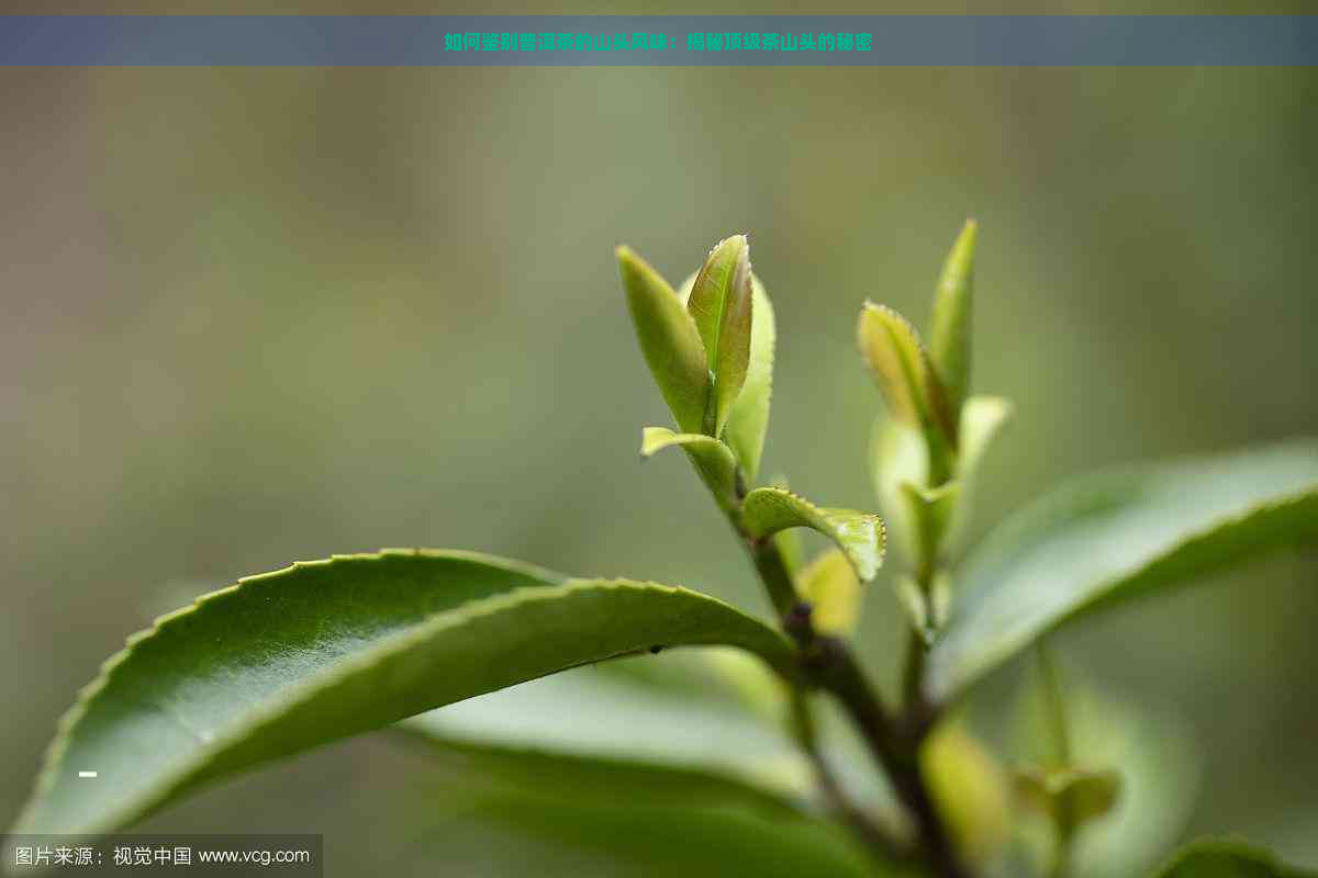 如何鉴别普洱茶的山头风味：揭秘顶级茶山头的秘密