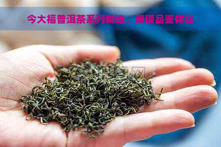 今大福普洱茶系列精选，浠瑗品鉴体验