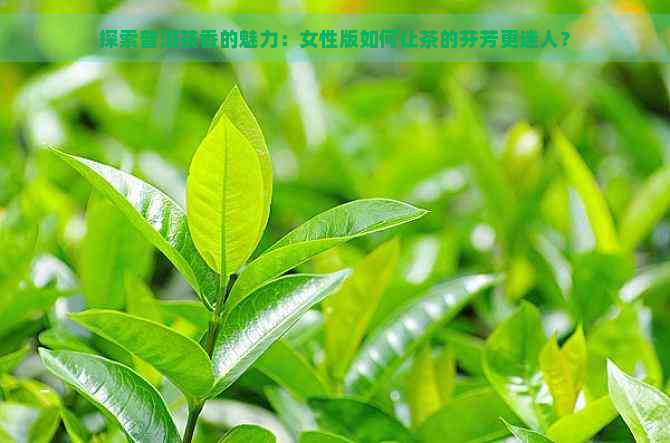 探索普洱茶香的魅力：女性版如何让茶的芬芳更迷人？