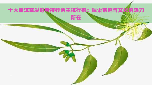 十大普洱茶爱好者推荐博主排行榜：探索茶道与文化的魅力所在