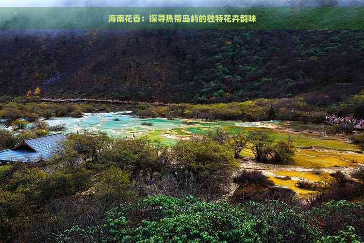 海南花香：探寻热带岛屿的独特花卉韵味